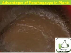 Advantages and Benefits of Panchagavya/Panchagavya for Plants