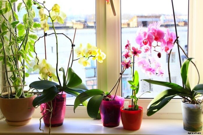 10 Best Orchid Pots & Containers 2021 – Buying Guide