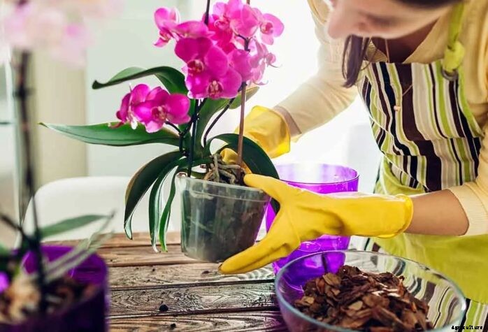 10 Best Orchid Pots & Containers 2021 – Buying Guide