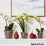 10 Best Orchid Pots & Containers 2021 – Buying Guide