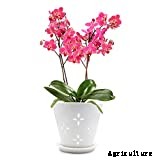 10 Best Orchid Pots & Containers 2021 – Buying Guide