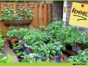 Things to Consider Before You Start Organic Terrace Garden