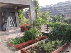 Things to Consider Before You Start Organic Terrace Garden