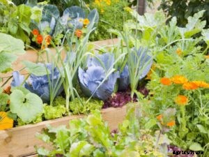 How to Increase the Yield in Kitchen Garden or Terrace Garden