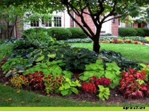 Advantages and Benefits of Shade Garden in Backyard