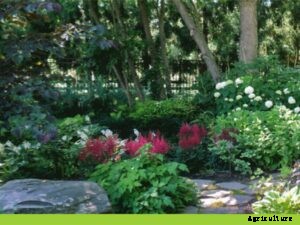 Advantages and Benefits of Growing Shade Loving Plants in Kitchen Garden