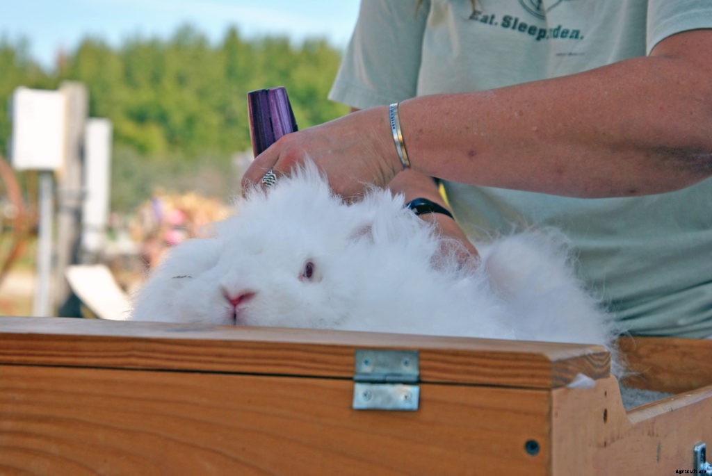 The basics of shearing an Angora rabbit