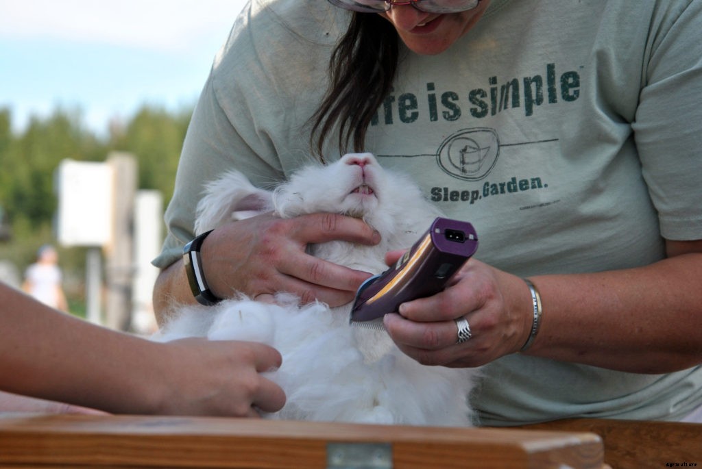 The basics of shearing an Angora rabbit