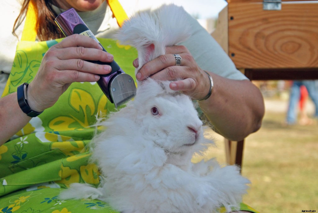 The basics of shearing an Angora rabbit
