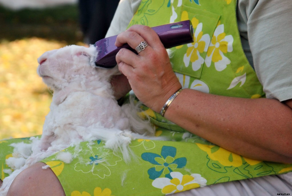 The basics of shearing an Angora rabbit