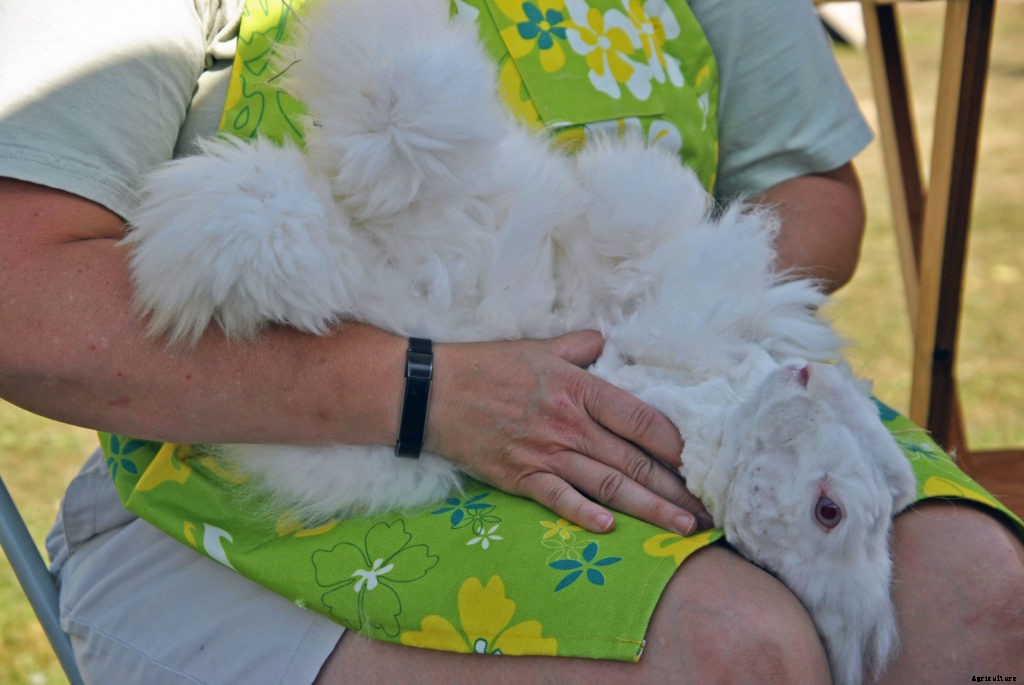The basics of shearing an Angora rabbit