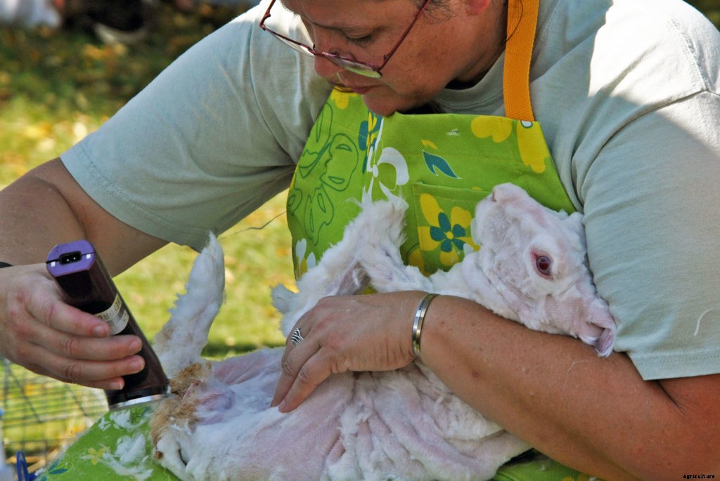The basics of shearing an Angora rabbit
