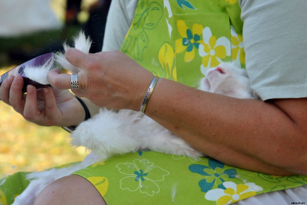 The basics of shearing an Angora rabbit