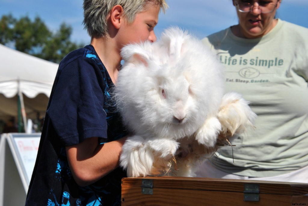 The basics of shearing an Angora rabbit