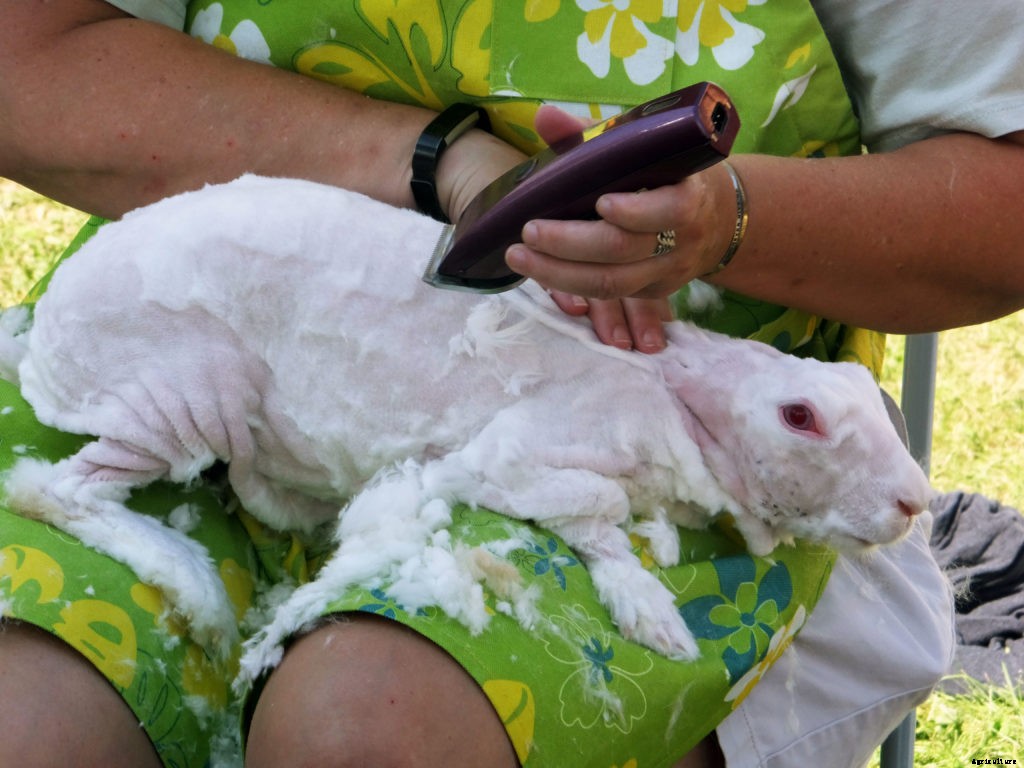 The basics of shearing an Angora rabbit