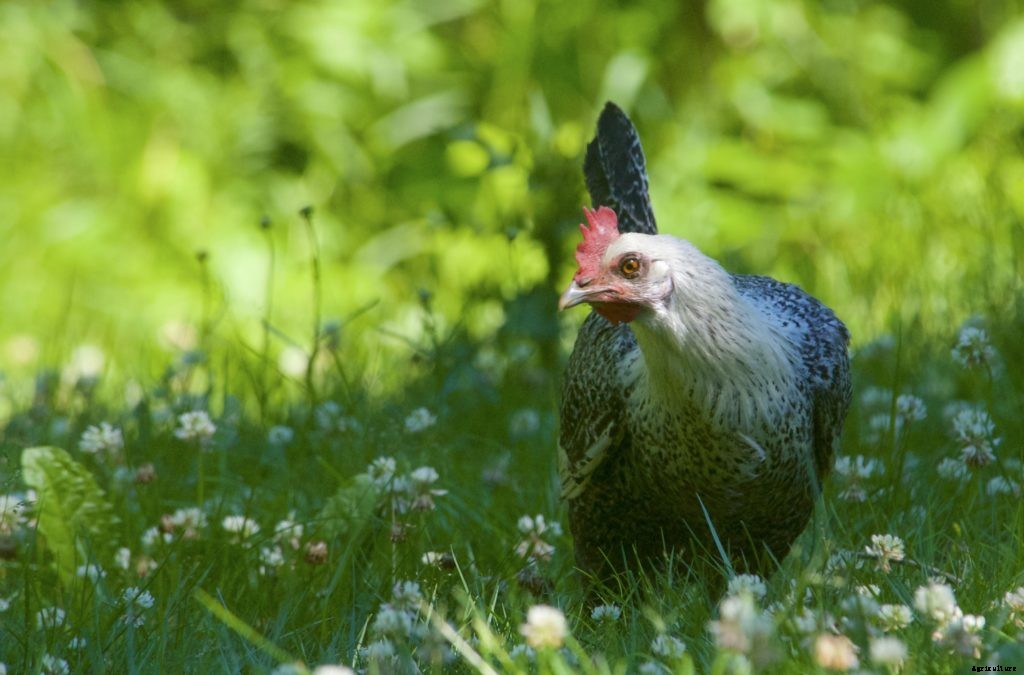 How to safely introduce new chickens into a flock