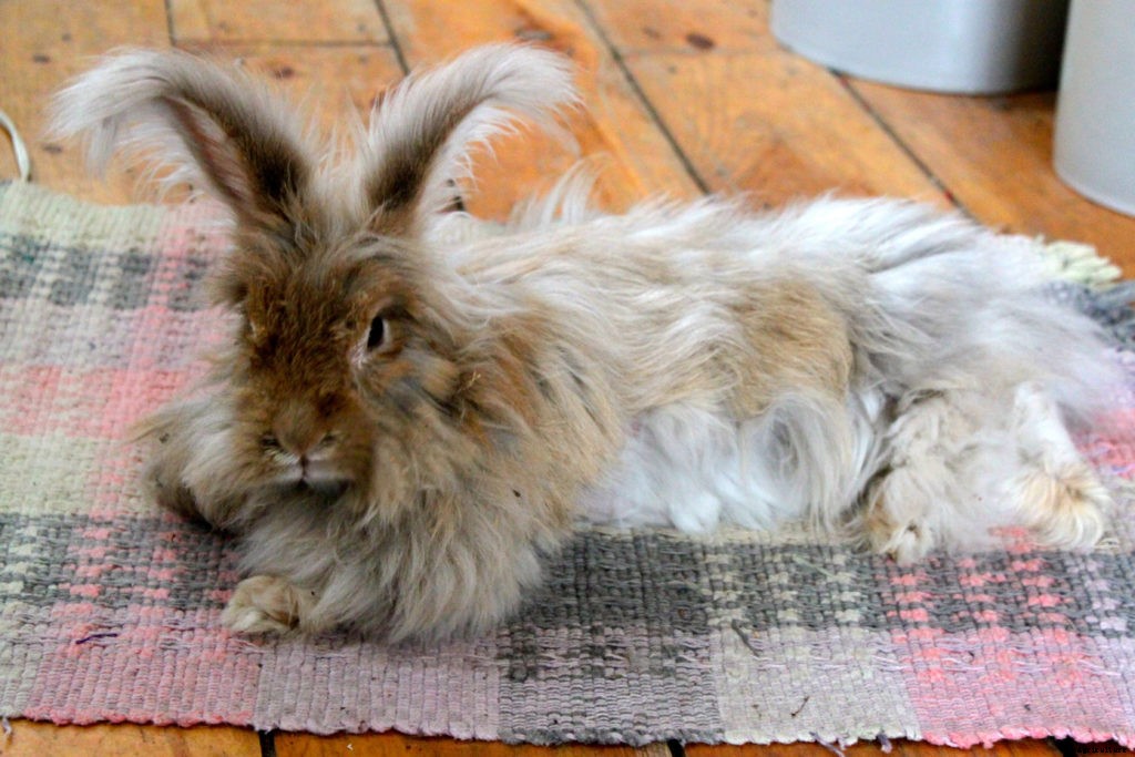 The basics of raising angora rabbits for wool