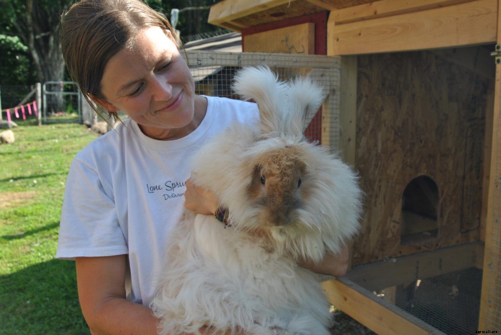 The basics of raising angora rabbits for wool