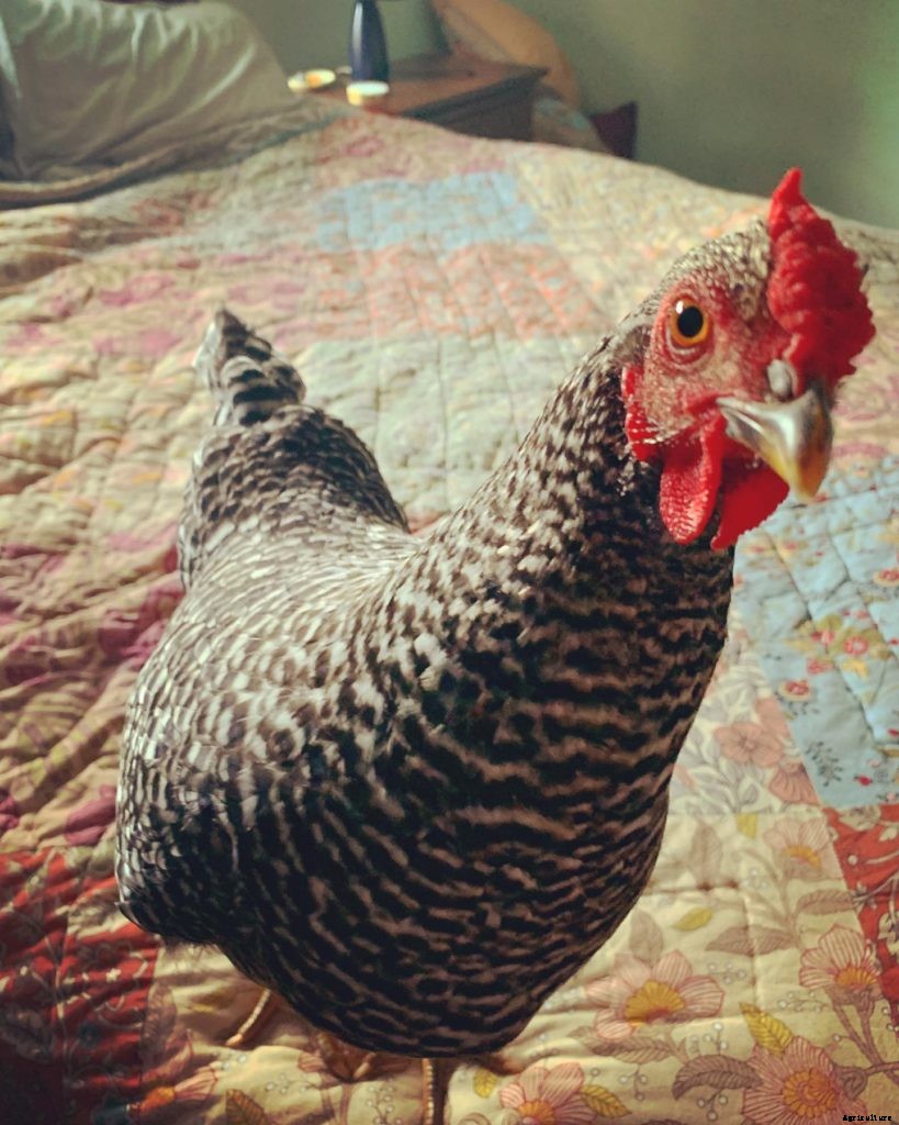 This chicken flies the coop daily to lay an egg on her owner’s bed