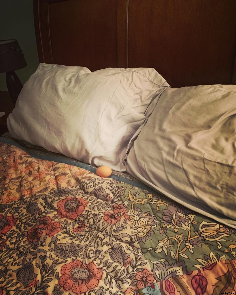 This chicken flies the coop daily to lay an egg on her owner’s bed