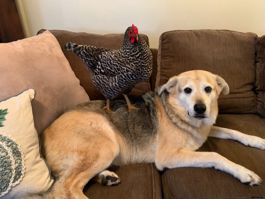This chicken flies the coop daily to lay an egg on her owner’s bed
