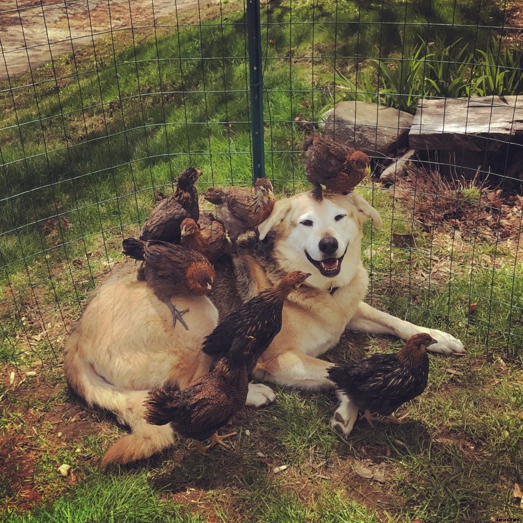 This chicken flies the coop daily to lay an egg on her owner’s bed
