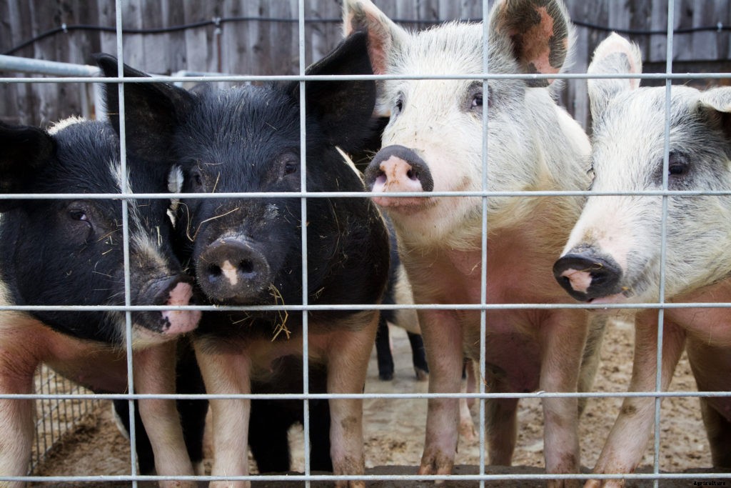 Proposed changes to federal pork processing rules could loosen food safety standards