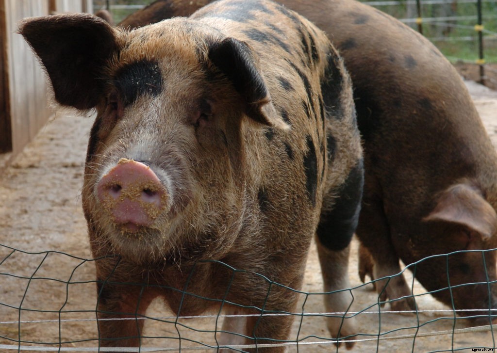 Proposed changes to federal pork processing rules could loosen food safety standards