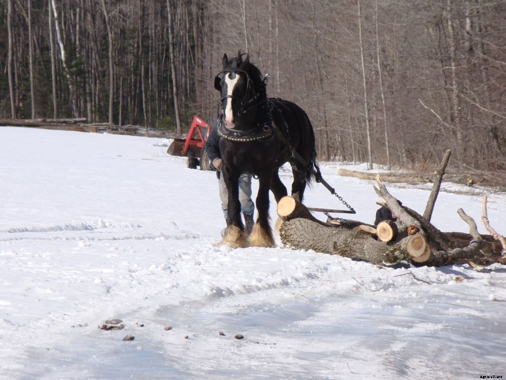 Choosing a draft horse means matching the horse to the job