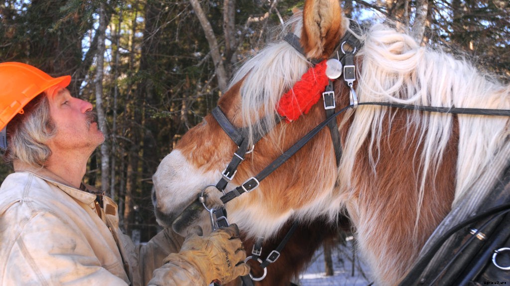 Choosing a draft horse means matching the horse to the job