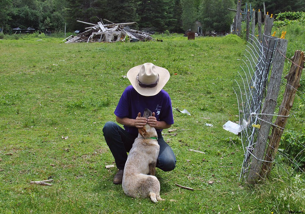 How to find herding dog breeders