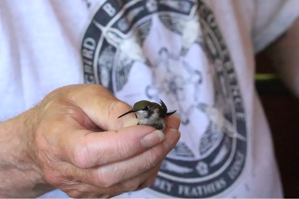 In Maine, hummingbird banders track the migrating birds on their journey