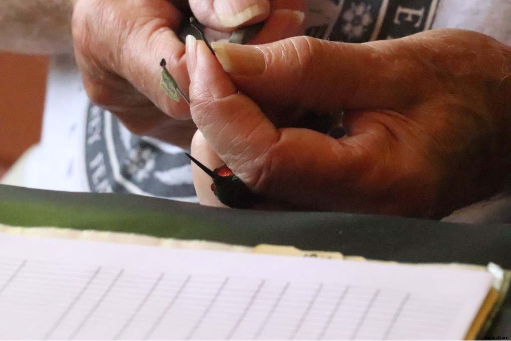 In Maine, hummingbird banders track the migrating birds on their journey