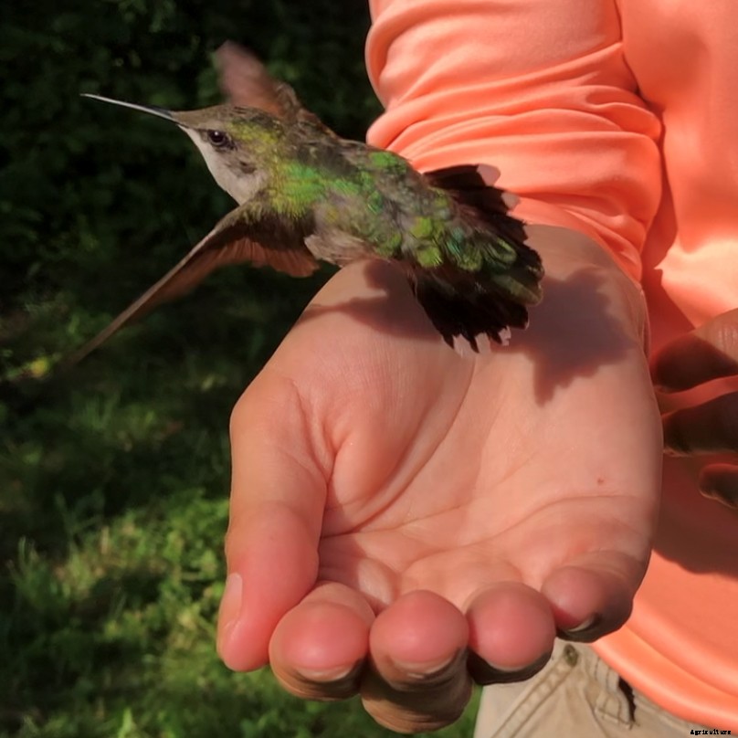 In Maine, hummingbird banders track the migrating birds on their journey