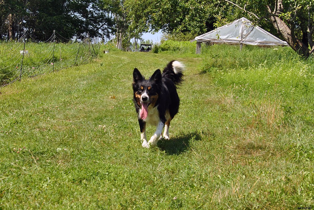 How to choose herding dogs