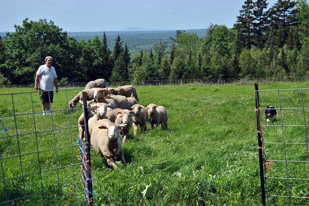 How to choose herding dogs