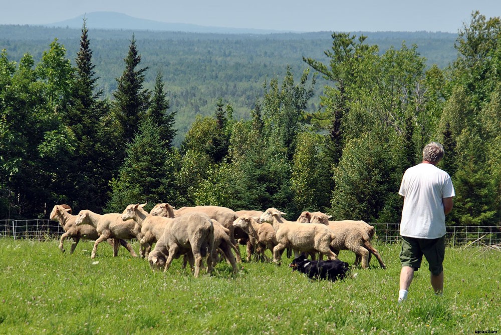 How to choose herding dogs