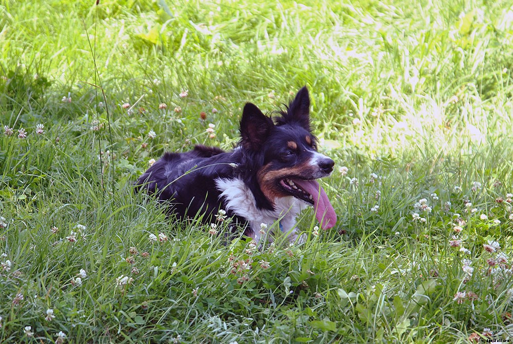 How to choose herding dogs