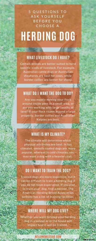 How to choose herding dogs