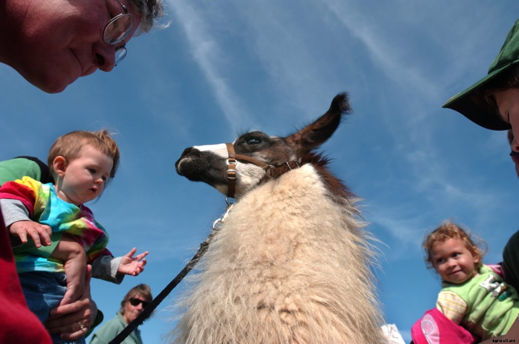 What do llamas eat?