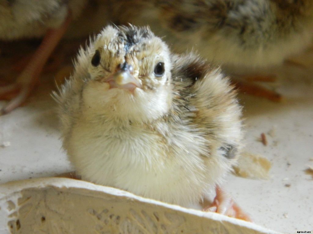 How to take care of baby quail
