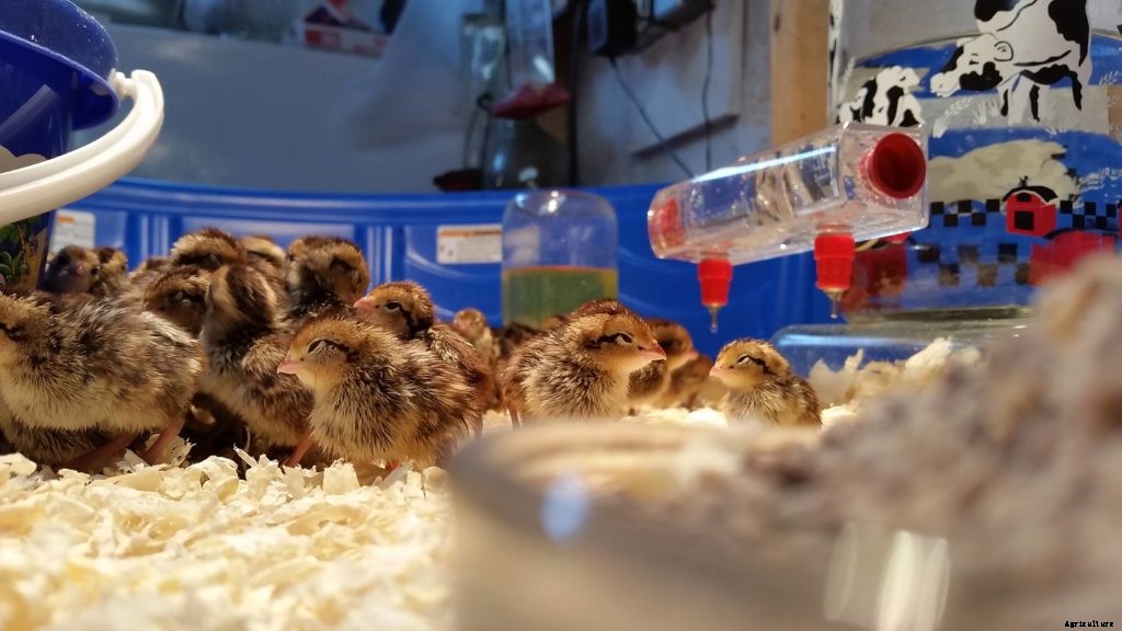 How to take care of baby quail