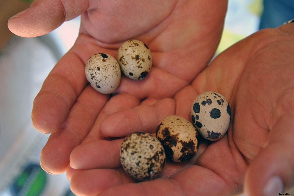 How to incubate quail eggs