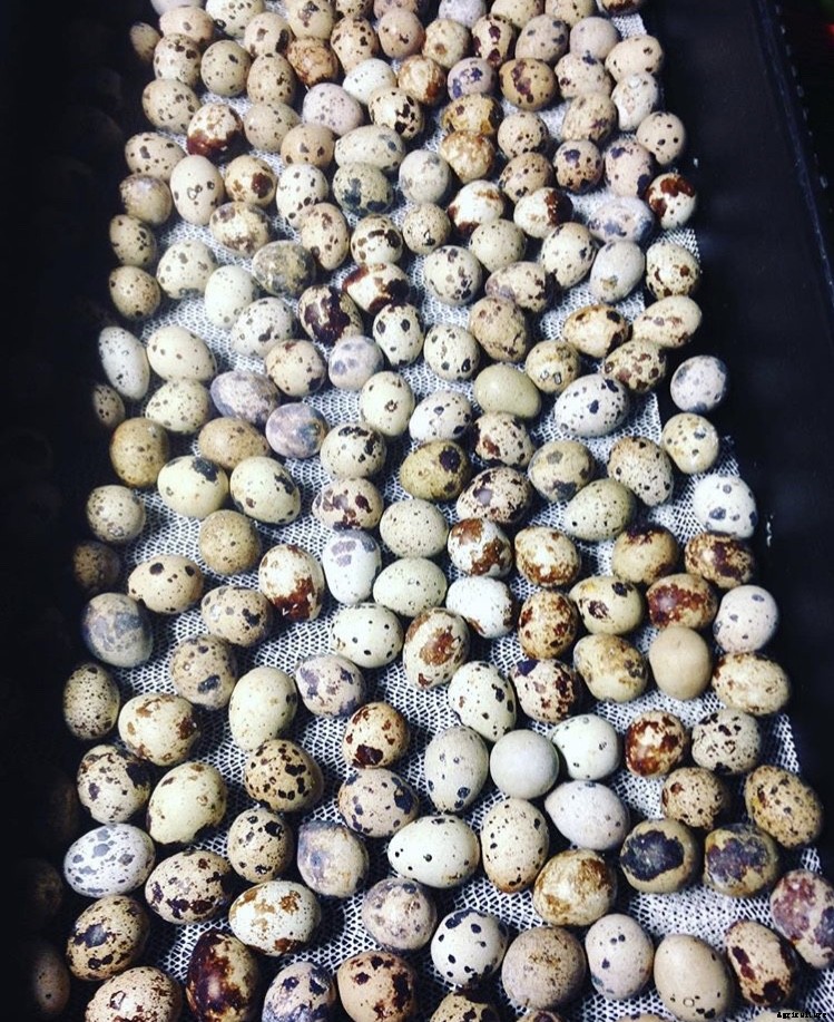 How to incubate quail eggs