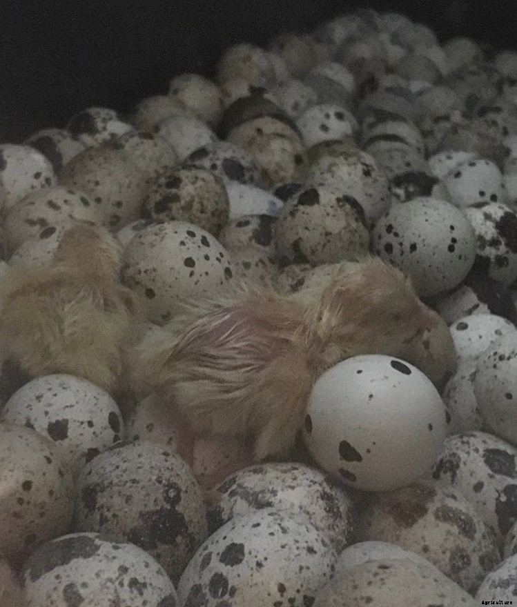 How to incubate quail eggs