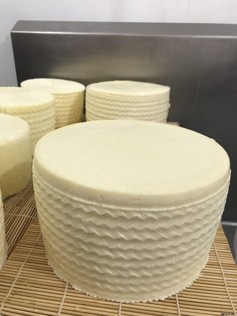 What to make with sheep milk