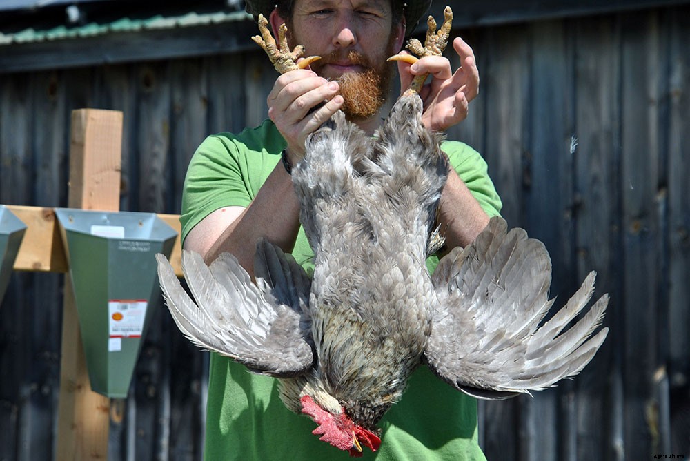 Backyard chicken processing 101