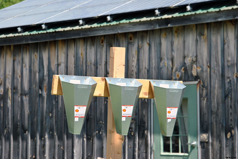 Backyard chicken processing 101