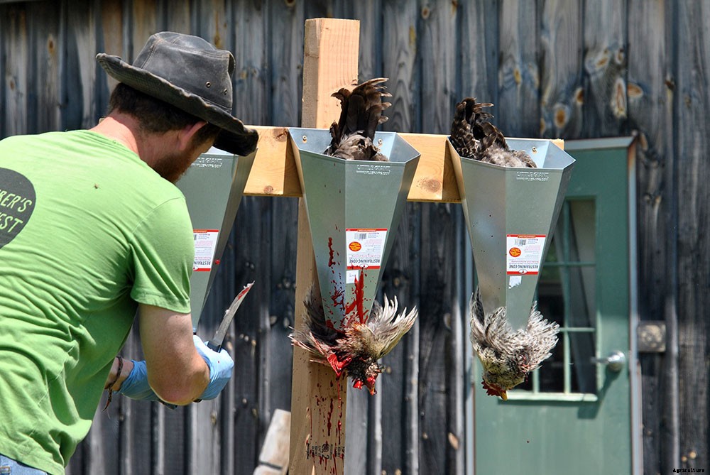 Backyard chicken processing 101