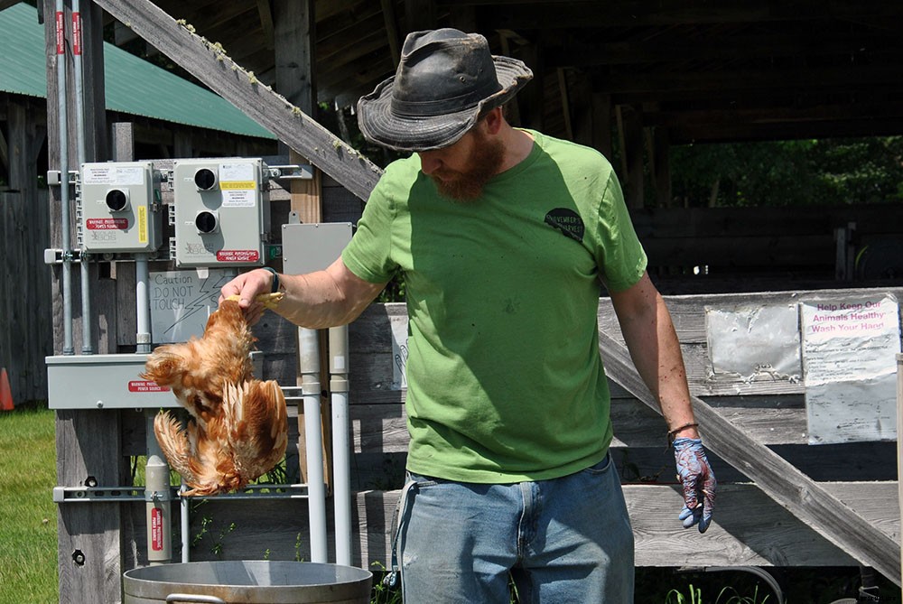 Backyard chicken processing 101